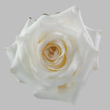 Load image into Gallery viewer, CANDLELIGHT CREAM GARDEN ROSE - bloombybunches