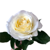 Load image into Gallery viewer, CANDLELIGHT CREAM GARDEN ROSE - Cream / 25 - Fresh Cut Flowers