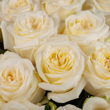 Load image into Gallery viewer, CANDLELIGHT CREAM GARDEN ROSE - Cream / 25 - Fresh Cut Flowers