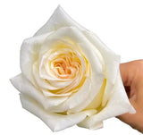 Load image into Gallery viewer, ROSE CANDELIGHT CREAM 50CM - bloombybunches