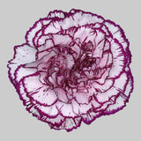 Load image into Gallery viewer, CARNATIONS BI-COLOR(RED-WHITE)