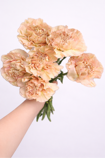 CARNATION LEGE MARRONE