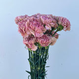 Load image into Gallery viewer, CARNATION LEGE