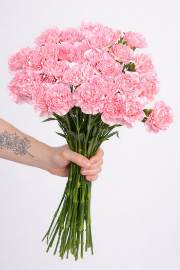 CARNATIONS LIGHT PINK