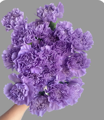 CARNATION MOONAQUA LAVENDER