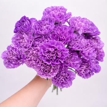 CARNATION MOONBURST BI COLOR LAVENDER