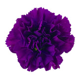 Load image into Gallery viewer, Carnation Purple