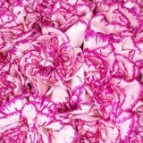 Load image into Gallery viewer, CARNATIONS BI-COLOR(RED-WHITE) - Fresh Cut Flowers