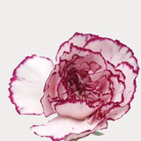 Load image into Gallery viewer, Close-up of BI COLOR (Red &amp; white) carnation bloom (BloombyBunches.ca)