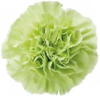 Close-up of Green carnation bloom (BloombyBunches.ca)