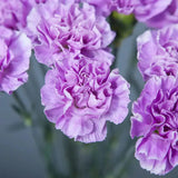 Load image into Gallery viewer, CARNATIONS LAVANDER - Fresh Cut Flowers