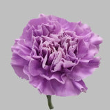 Load image into Gallery viewer, CARNATIONS LAVANDER - Fresh Cut Flowers