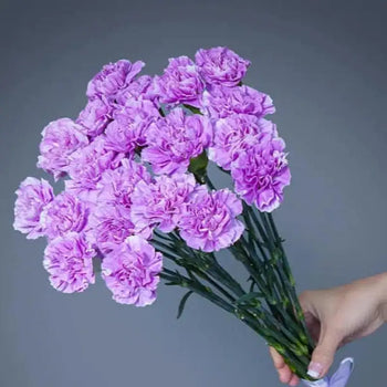 CARNATIONS LAVANDER - Fresh Cut Flowers