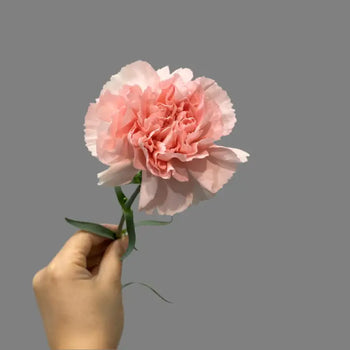 CARNATIONS LIGHT PINK - Fresh Cut Flowers