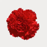 Load image into Gallery viewer, CARNATIONS RED - Flowers