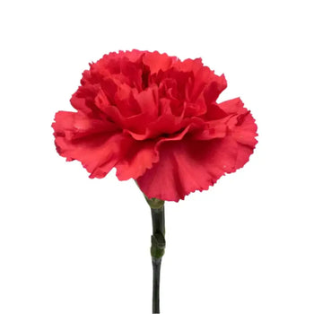 CARNATIONS RED - Flowers