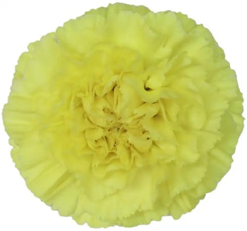 Close-up of yellow carnation bloom (BloombyBunches.ca)