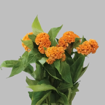 Celosia Coxcomb - Fresh Cut Flowers