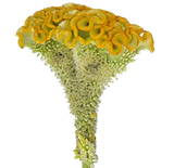 Load image into Gallery viewer, Celosia Coxcomb - Yellow / 10 - Fresh Cut Flowers