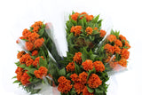 Load image into Gallery viewer, Celosia Orange
