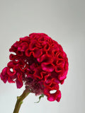 Load image into Gallery viewer, Red cockscomb flower against a plain background