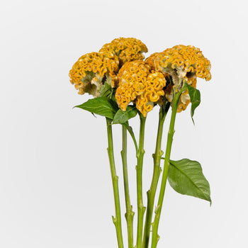 yellow Celosia Coxcomb flowers with velvety frilled blooms and green stems against white background