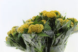Load image into Gallery viewer, Celosia Yellow