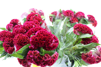 Fresh vibrant purple Celosia Coxcomb flowers with velvety, frilled blooms and green leaves wrapped in clear plastic.