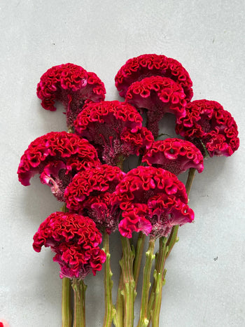 bunch of vibrant Celosia Orange Red coxcomb flowers with frilled, velvety blooms and long stems on light background