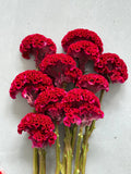 Load image into Gallery viewer, bunch of vibrant Celosia Orange Red coxcomb flowers with frilled, velvety blooms and long stems on light background
