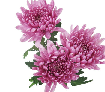 Three vibrant pink Cremon mum flowers with lush green leaves isolated on white background