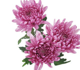 Load image into Gallery viewer, Three vibrant pink Cremon mum flowers with lush green leaves isolated on white background