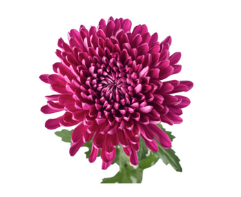 Purple Cremon flower with full, vibrant petals ideal for bouquets and floral arrangements