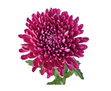 Load image into Gallery viewer, Purple Cremon flower with full, vibrant petals ideal for bouquets and floral arrangements