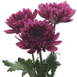 Load image into Gallery viewer, Cremon Purple