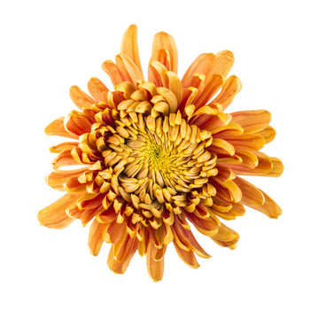 close-up of a single bronze cremon mum flower with layered petals and yellow center isolated on white background