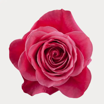 CHERRY O! HOT PINK ROSE - bloombybunches