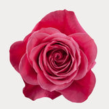 Load image into Gallery viewer, CHERRY O! HOT PINK ROSE - bloombybunches