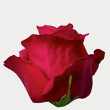 Load image into Gallery viewer, ROSE CHERRY O! HOT PINK 50CM - bloombybunches