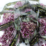 Load image into Gallery viewer, Chrysanthemum Daisy Purple Handsome