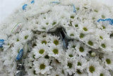 Load image into Gallery viewer, Chrysanthemum Daisy White