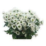 Load image into Gallery viewer, POMPONS DAISY WHITE(Spray Chrysanthemums) Bouquet - bloombybunches