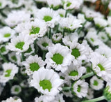 Load image into Gallery viewer, POMPONS DAISY WHITE(Spray Chrysanthemums) - bloombybunches