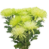 Load image into Gallery viewer, Farm-Fresh White Anastasia Mums (Spider Mums) - Bulk Flowers bouquet from BloombyBunches.ca