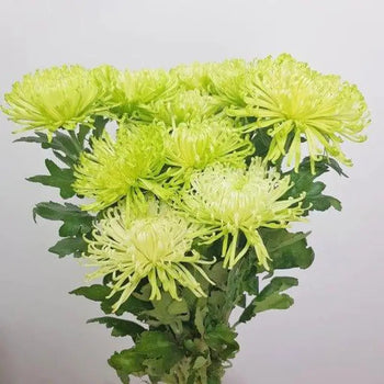 Farm-Fresh White Anastasia Mums (Spider Mums) - Bulk Flowers from BloombyBunches.ca