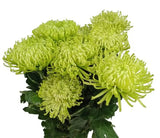 Load image into Gallery viewer, Farm-Fresh White Anastasia Mums (Spider Mums) - Bulk Flowers from BloombyBunches.ca