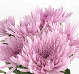 Load image into Gallery viewer, Farm-Fresh White Anastasia Mums (Spider Mums) - Bulk Flowers from BloombyBunches.ca