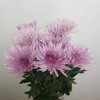 Farm-Fresh White Anastasia Mums (Spider Mums) - Bulk Flowers from BloombyBunches.ca