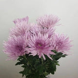 Load image into Gallery viewer, Farm-Fresh White Anastasia Mums (Spider Mums) - Bulk Flowers from BloombyBunches.ca
