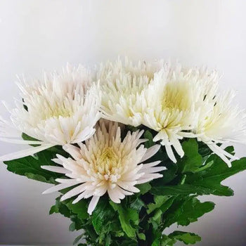 Farm-Fresh White Anastasia Mums (Spider Mums) - Bulk Flowers from BloombyBunches.ca